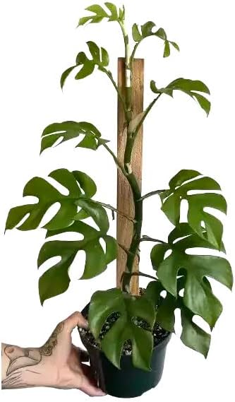 Mini Monstera Soil Mix