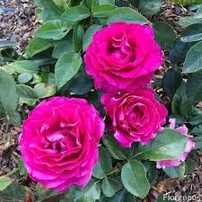 Dark pink