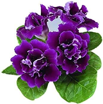 Violet dark