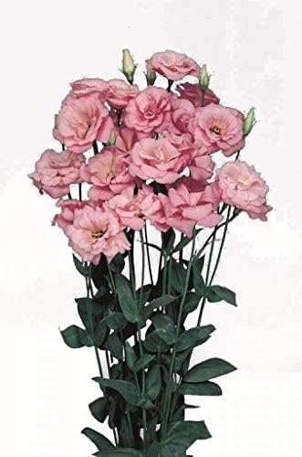 Light pink 1