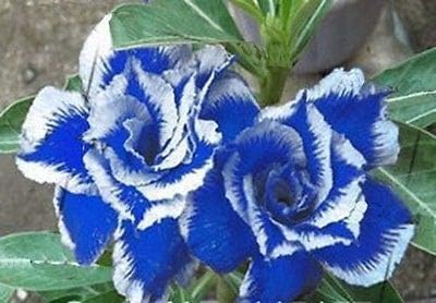 Blue white