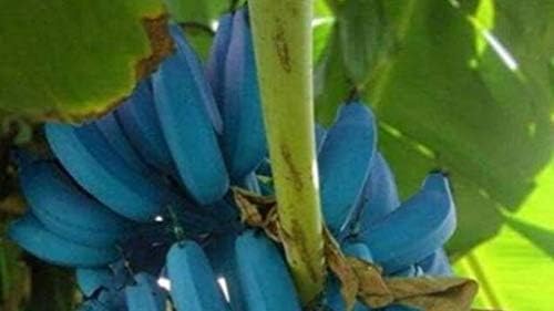 Blue 2