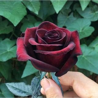Maroon red 1