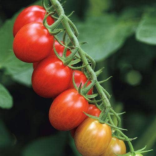 Sugar Rush Hybrid