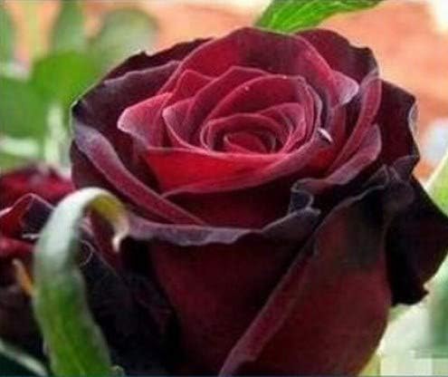 Maroon red