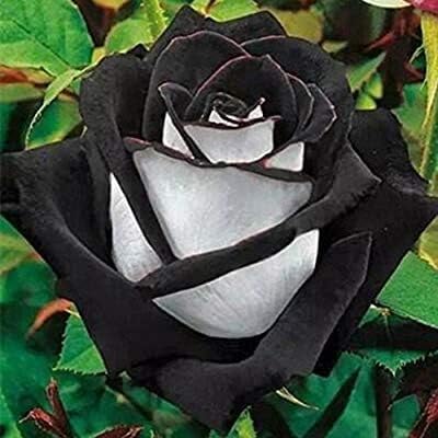 Black white