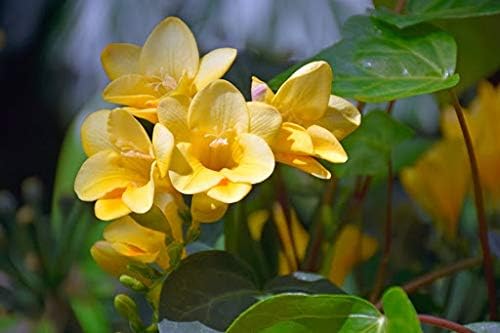 Yellow 2