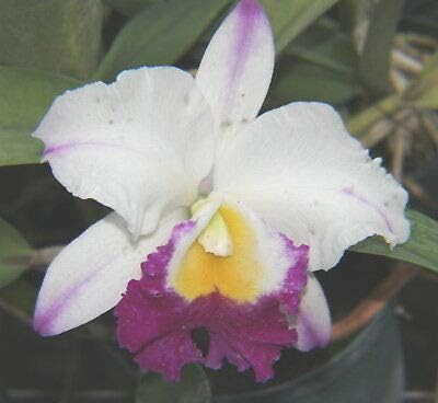 Light violet white