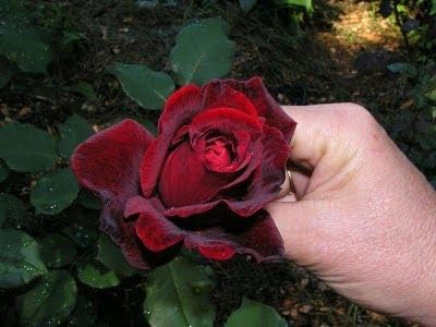 dark red
