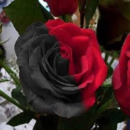 Gray red 1