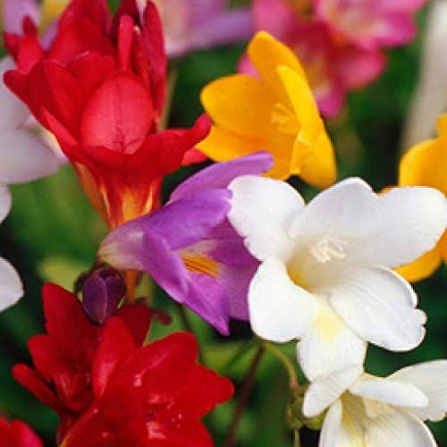 Mixed colour