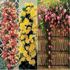 Light pink yellow
