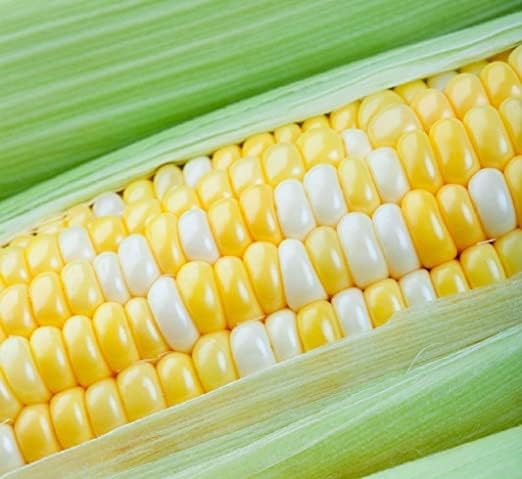 Peaches & Cream Sweet Corn