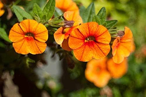 Light orange