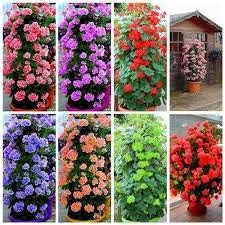 Mixed colour 1
