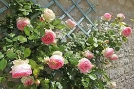 Light pink 2