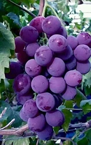 Dark puple