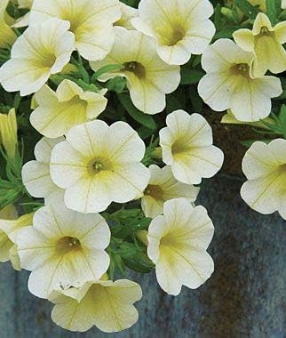 White yellow