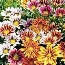Multi-colour