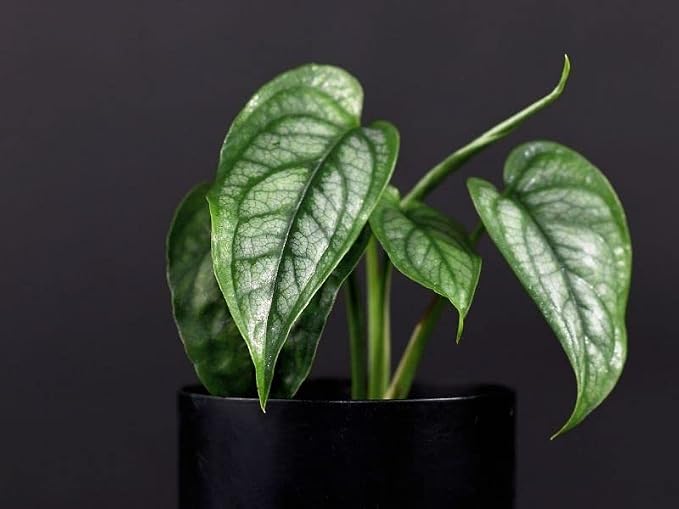 Monstera Siltepecana Matuda Soil Mix