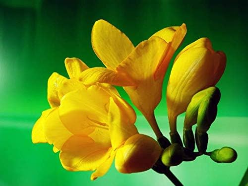 Yellow 1