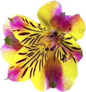 Violet yellow