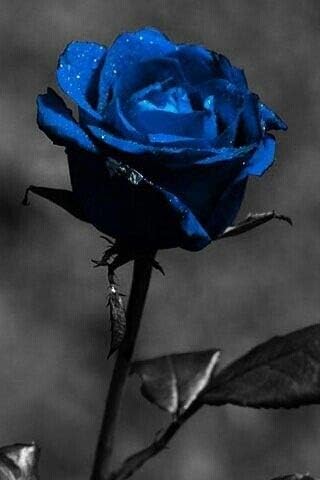 Blue gray