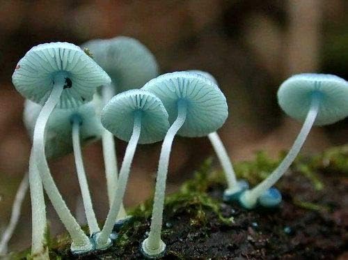 Sky blue
