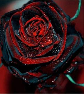 Gray red