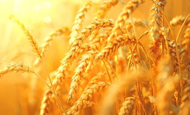 Wheat - 8 Oz.