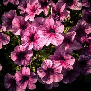 Pink black