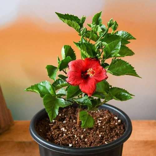 hibiscus-red