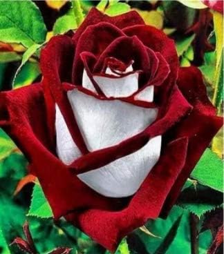 White red
