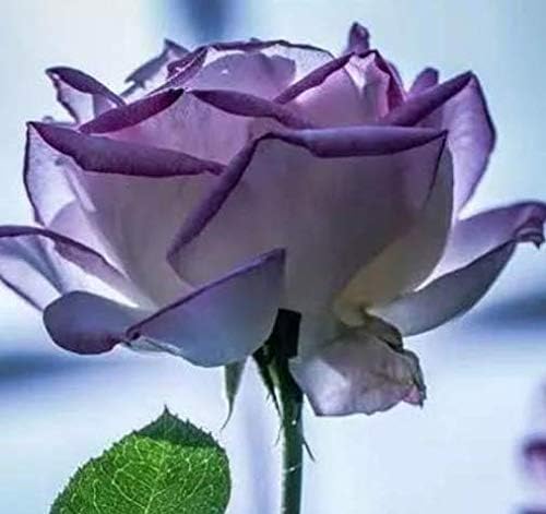 Light purple white