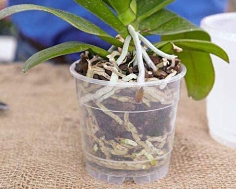 Orchid + Air Plant + Bromeliad Fertilizer