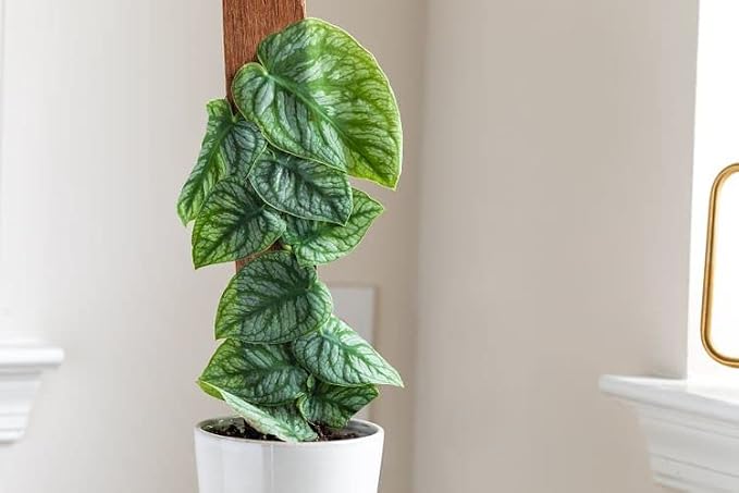 Monstera Dubia Soil Mix