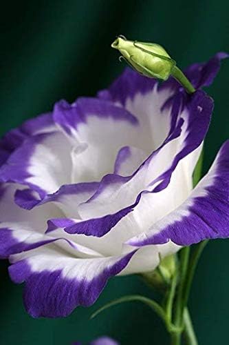Violet white