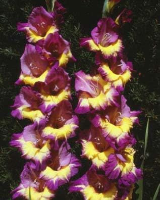 Purple yellow