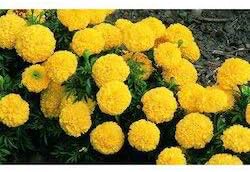 Yellow 1
