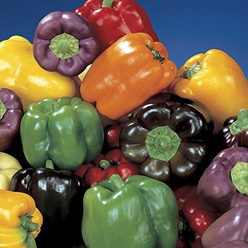 Stir Fry Vegetable