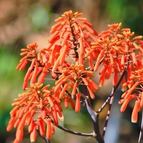 aloe-coral