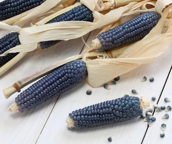 Blue Hopi Corn
