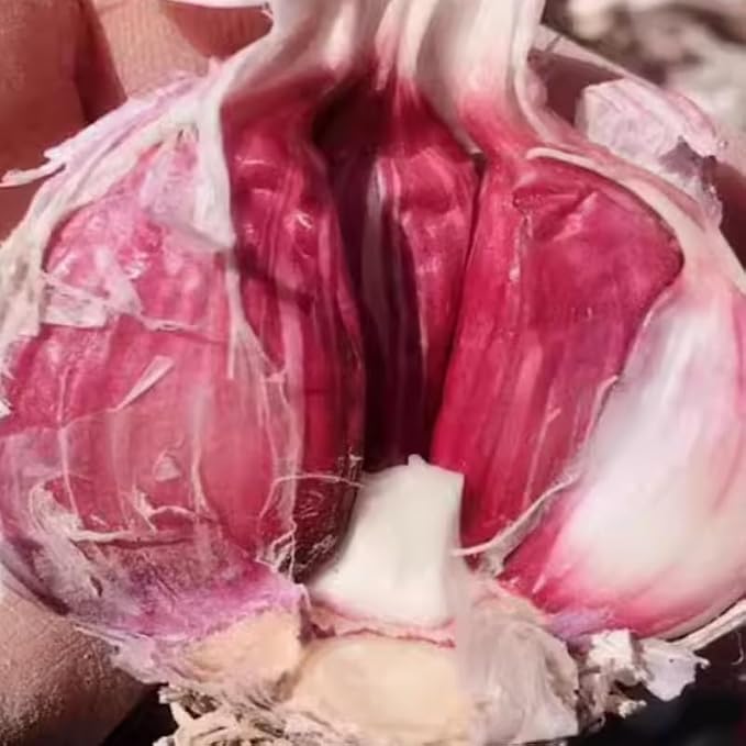 Hardneck, 5 Bulbs Chesnok Red Garlic
