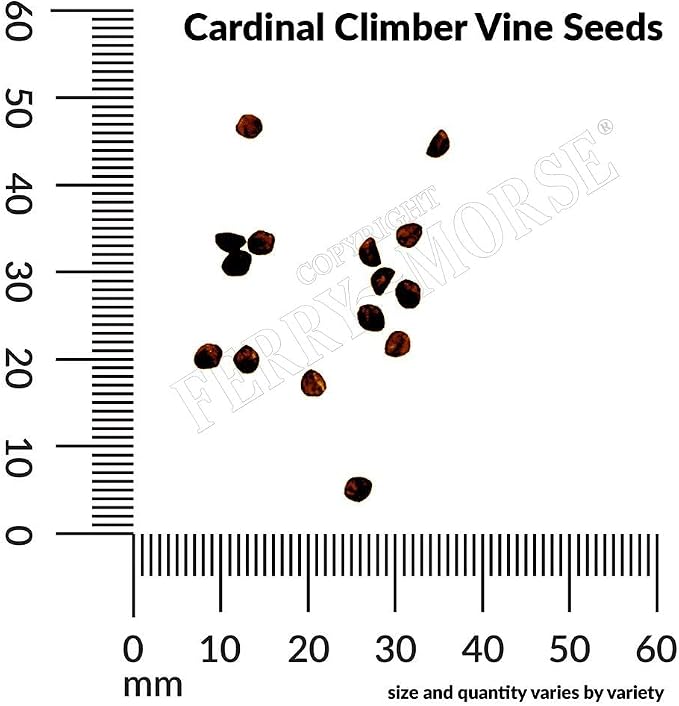 Cardinal Climber Vine Seed Multipack - 7 Pack