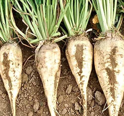 Sugar Beets - 300 Seeds