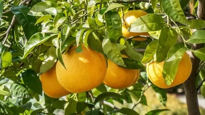 GRAPEFRUIT TREE