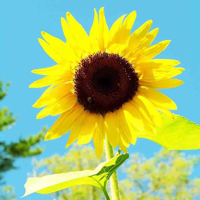 Sunflower American Giant Hybrid Seed Bundle - 10 Pack