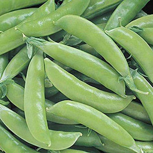 Stir Fry Vegetable