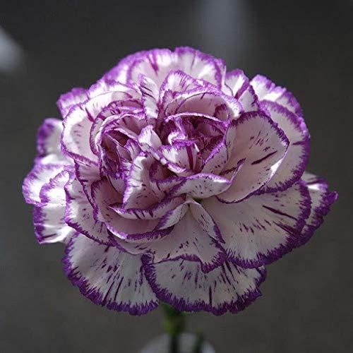 Purple white