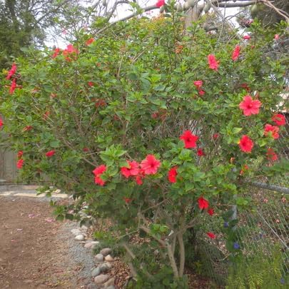 hibiscus-pink